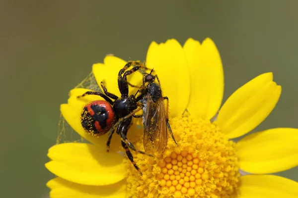 Une Araignée Crabe Rouge Chassait Insecte — Photo