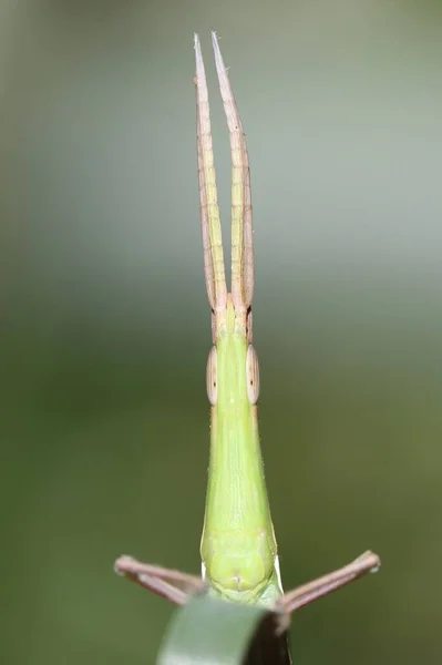 Mantis Orante Primavera — Foto de Stock