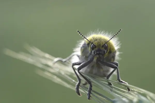 Ein Käfer Auf Zweigen Frühling — Stockfoto