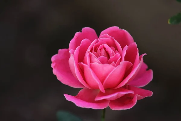 Perto Uma Rosa Rosa — Fotografia de Stock