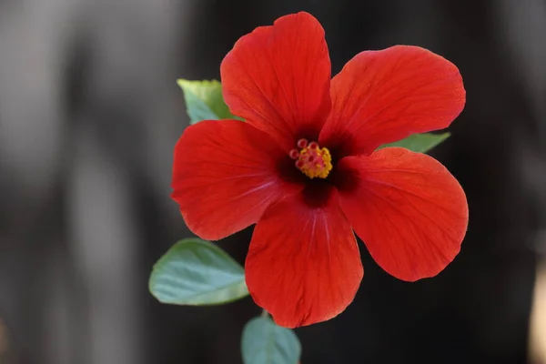 Hibiscus Rosa Sinensis Een Bloeiende Plant Bekend Als Chinese Hibiscus — Stockfoto