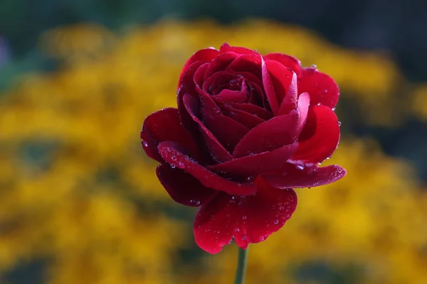 Primer Plano Una Rosa Roja —  Fotos de Stock