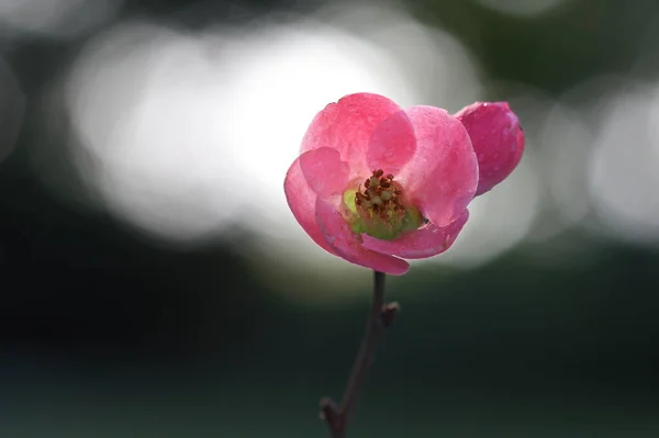 日本金丝雀 Chaenomeles Japonica 是原产于日本的一种开花金丝雀 — 图库照片