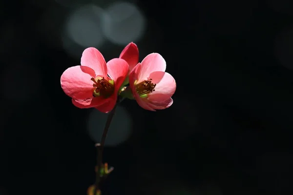 日本金丝雀 Chaenomeles Japonica 是原产于日本的一种开花金丝雀 — 图库照片