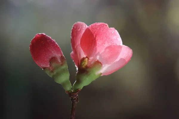 日本金丝雀 Chaenomeles Japonica 是原产于日本的一种开花金丝雀 — 图库照片