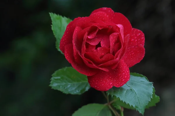 Gros Plan Une Rose Rouge — Photo