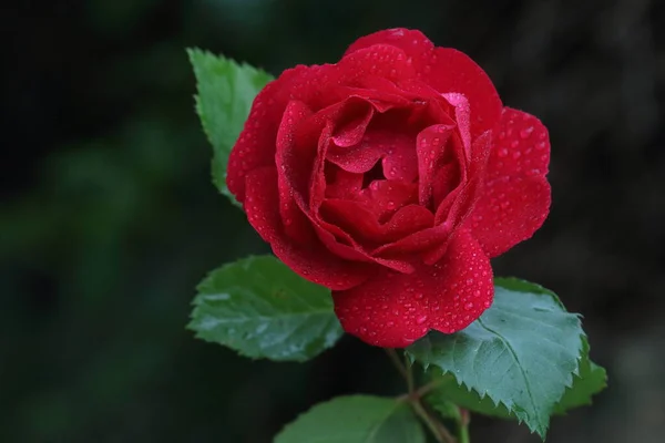 Primer Plano Una Rosa Roja —  Fotos de Stock