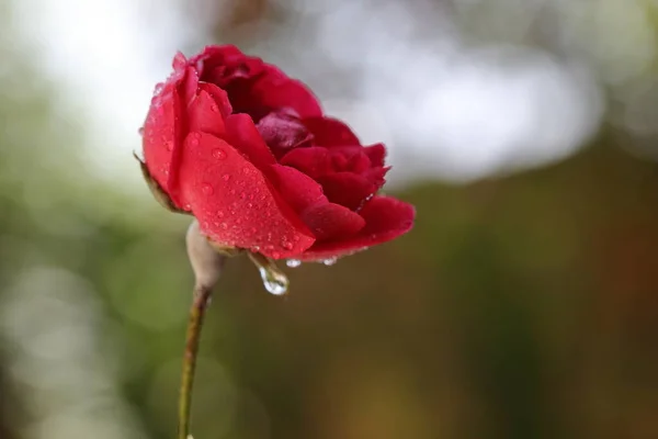 Крупним Планом Червона Троянда — стокове фото