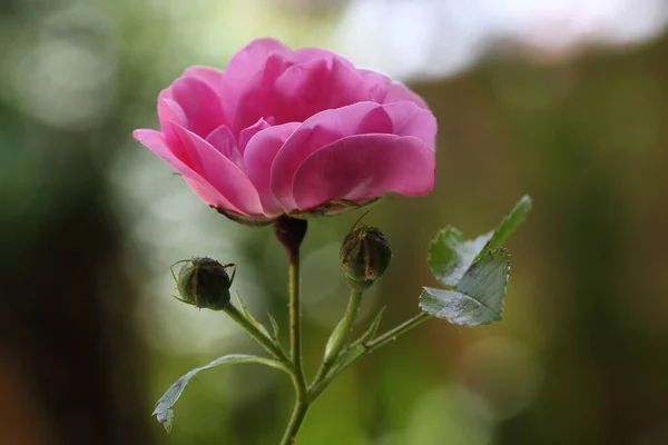 Perto Uma Rosa Rosa — Fotografia de Stock