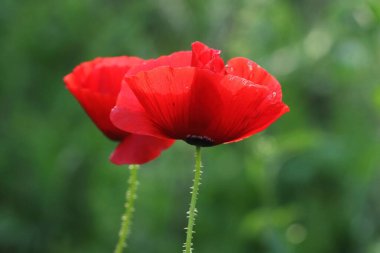 Bahar zamanı kırmızı papatyalar