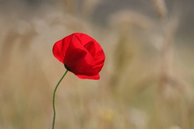 Yeşil arka planda kırmızı bir gelincik çiçeğinin yakın plan çekimi.