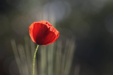 Yeşil arka planda kırmızı bir gelincik çiçeğinin yakın plan çekimi.