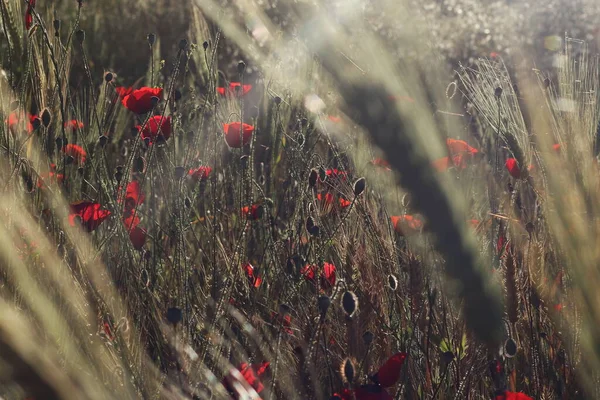 Erstaunliche Rote Mohnblumen Gegenlicht — Stockfoto