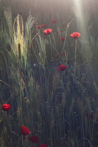 Incroyable Coquelicots Rouges Dans Rétroéclairage — Photo