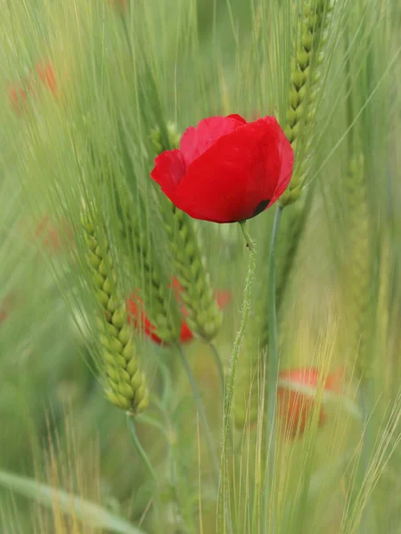 Gros Plan Une Incroyable Fleur Pavot Rouge Sur Fond Vert — Photo
