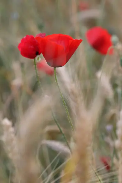 Eine Nahaufnahme Einer Erstaunlichen Roten Mohnblume Vor Grünem Hintergrund — Stockfoto