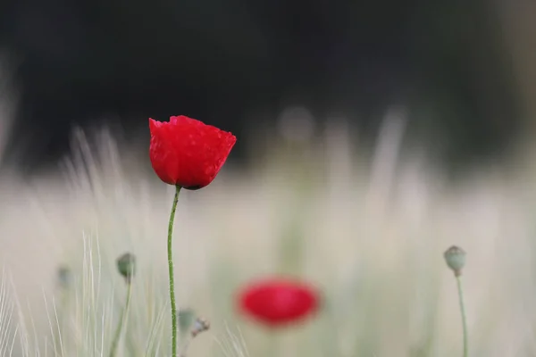 Eine Nahaufnahme Einer Erstaunlichen Roten Mohnblume Vor Grünem Hintergrund — Stockfoto