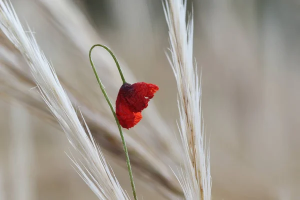 Ένα Κοντινό Πλάνο Από Ένα Καταπληκτικό Κόκκινο Λουλούδι Παπαρούνας Πάνω — Φωτογραφία Αρχείου