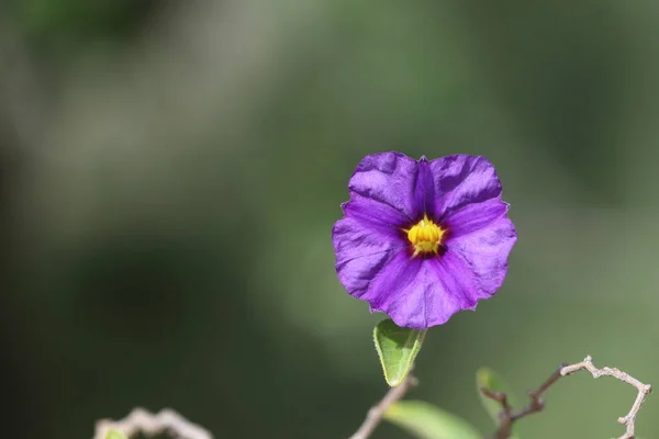 Lycianthes Rantonnetii Uma Espécie Planta Com Flor Pertencente Família Solanaceae — Fotografia de Stock