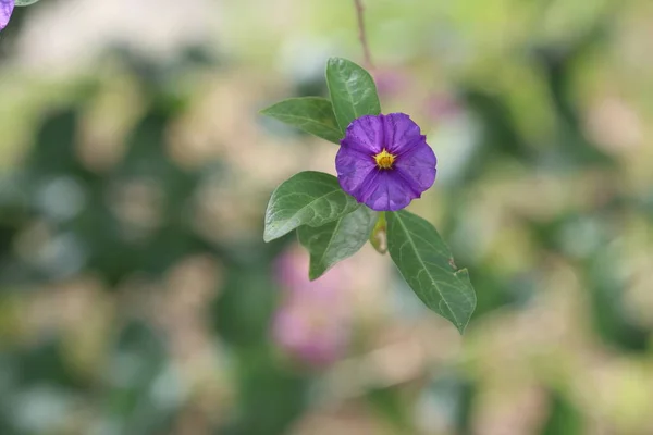 Lycianthes Rantonnetii Der Blaue Kartoffelstrauch Oder Paraguay Nachtschatten Ist Eine — Stockfoto