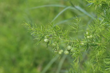 Kuşkonmaz asparagolius kuşkonmaz kuşkonmaz, kuşkonmaz familyasına ait bir bitkidir.