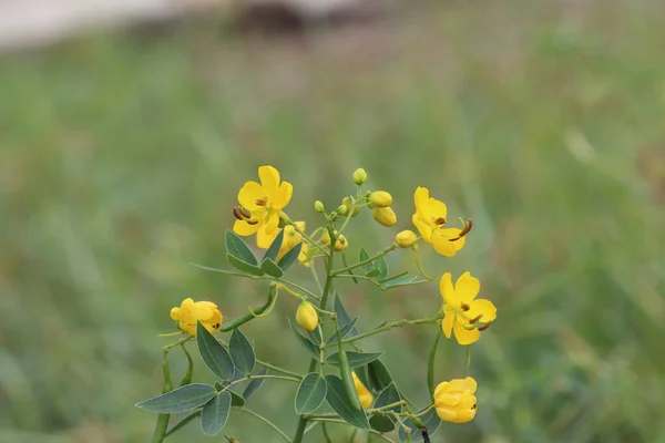 Senna Septemtrionalis Мышьяк Куст Является Растением Рода Senna — стоковое фото