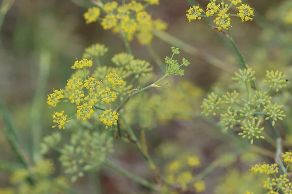 Fenchel Foeniculum Vulgare Ist Eine Blühende Pflanzenart Aus Der Familie — Stockfoto