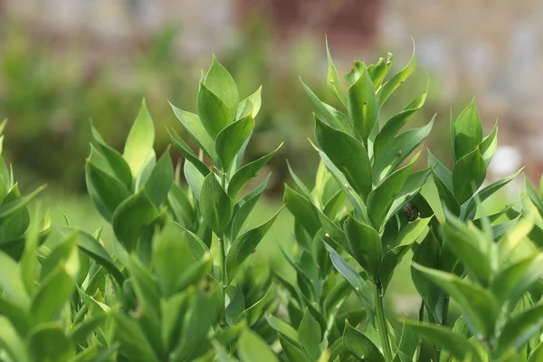 Ruscus Hypoglossum Piccolo Arbusto Sempreverde Con Areale Nativo Dall Italia — Foto Stock