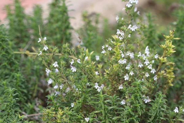 Thymbra Género Plantas Con Flores Perteneciente Familia Lamiaceae — Foto de Stock