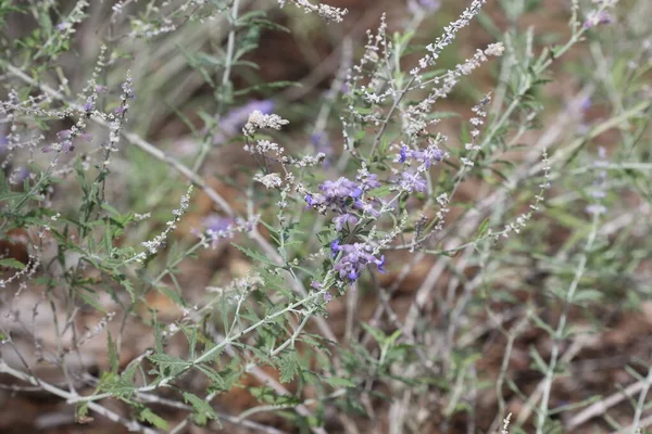 Salvia Yangii, daha önce Perovskia atriplisifolia olarak bilinen, genellikle Rus bilgesi olarak da bilinen, uzun ömürlü bir bitki ve çalılıktır.