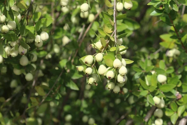 Myrtus Communis Mirto Comune Vero Mirto Una Specie Pianta Fiore — Foto Stock