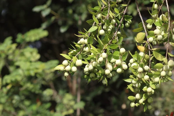 Myrtus Communis Den Vanliga Myrten Eller Äkta Myrten Blomsterväxt Myrtenfamiljen — Stockfoto