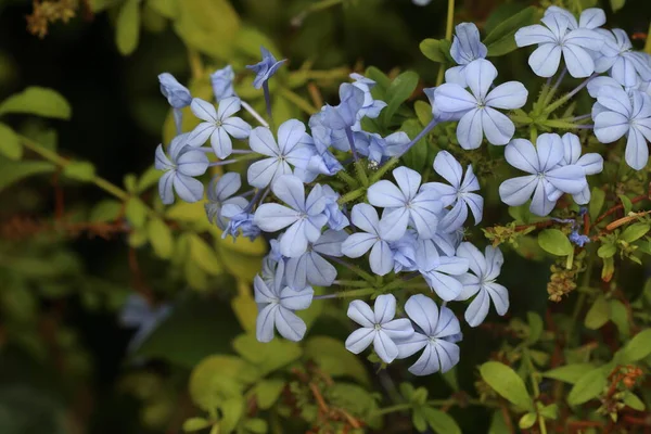 Plumbago Auriculata Cape Leadwort Blue Plumbago Blue Plumbago Species Flowering — Stock Photo, Image
