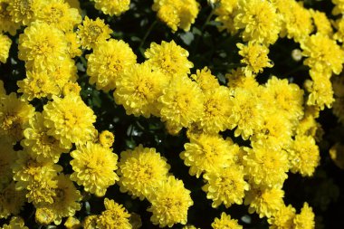 Bahçedeki sarı kasımpatı çiçekleri