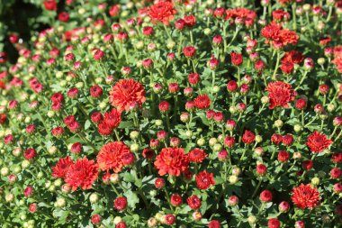 Bir bahçede kasımpatı (anneler veya kasımpatılar) çiçekleri