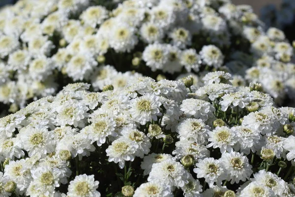 White Chrysanthemum Flowers Garden — Stock Photo, Image