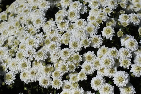花园里的白菊花 — 图库照片