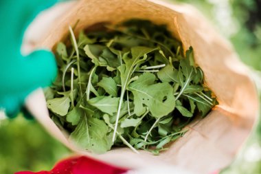 Taze Arugula Bahçeli Genç Modern Bahçıvan Kadın. Bahçıvanlı güzel esmer kadın.