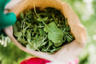 Taze Arugula Bahçeli Genç Modern Bahçıvan Kadın. Bahçıvanlı güzel esmer kadın.