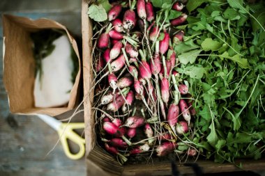 Kadın bahçesinden turp topluyor. Genç, güzel, esmer, gardıroplu bir kadın yaz tatili giyiyor.