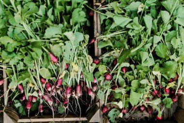 Kadın bahçesinden turp topluyor. Genç, güzel, esmer, gardıroplu bir kadın yaz tatili giyiyor.
