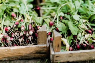 Woman harvests radish from her garden. Young beautiful brunette woman in a garding wearing a summer