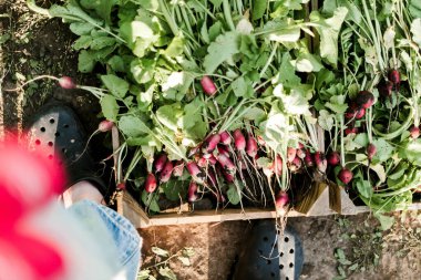 Kadın bahçesinden turp topluyor. Genç, güzel, esmer, gardıroplu bir kadın yaz tatili giyiyor.
