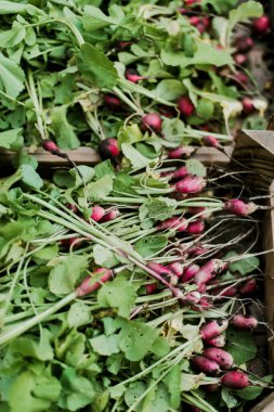 Kadın bahçesinden turp topluyor. Genç, güzel, esmer, gardıroplu bir kadın yaz tatili giyiyor.