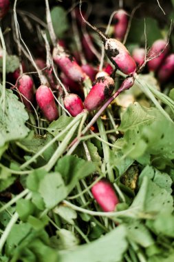 Kadın bahçesinden turp topluyor. Genç, güzel, esmer, gardıroplu bir kadın yaz tatili giyiyor.