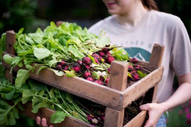 Kadın bahçesinden turp topluyor. Genç, güzel, esmer, gardıroplu bir kadın yaz tatili giyiyor.