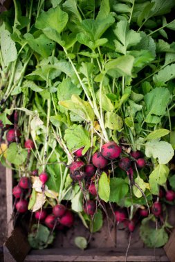 Kadın bahçesinden turp topluyor. Genç, güzel, esmer, gardıroplu bir kadın yaz tatili giyiyor.