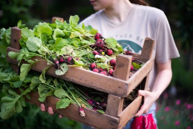 Kadın bahçesinden turp topluyor. Genç, güzel, esmer, gardıroplu bir kadın yaz tatili giyiyor.