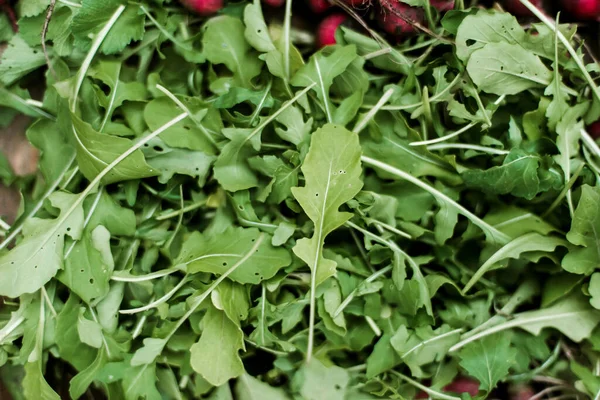 Perempuan Tukang Kebun Modern Muda Dengan Arugula Segar Taman Muda — Stok Foto