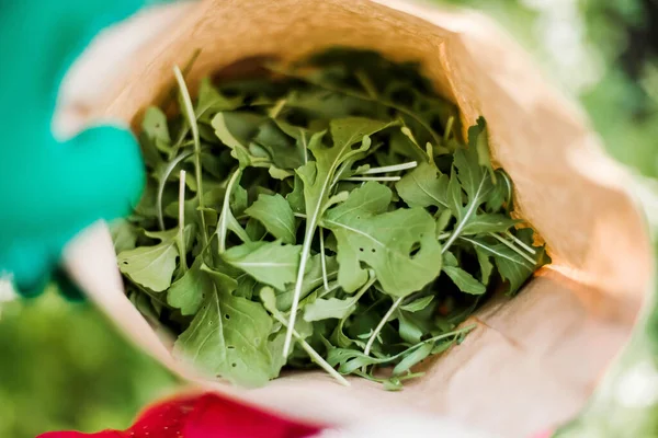 Taze Arugula Bahçeli Genç Modern Bahçıvan Kadın. Bahçıvanlı güzel esmer kadın.